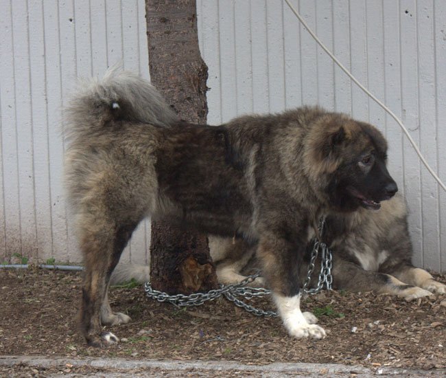 Den kaukasisk ovtcharka er også en hyrdehund. Denne race har dog sin oprindelse i områderne omkring Bosnien/Herzegovina, Rusland, Georgien og Azerbaijan