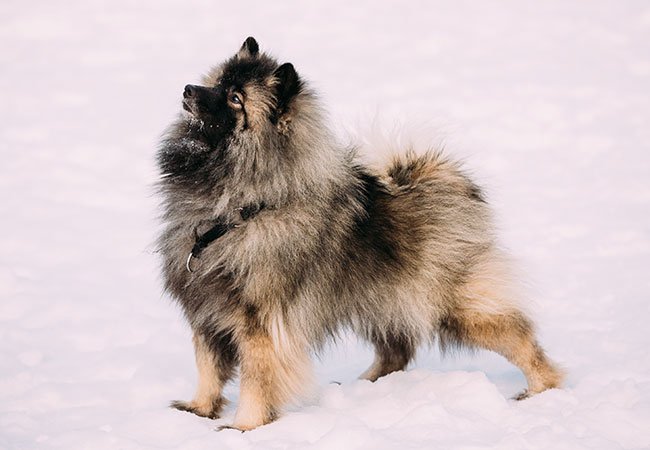 Keeshonden er en medium størrelse spidshund, som er meget intelligent og ivrig efter at behage.