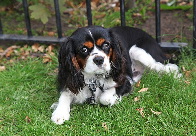 Denne lille "spaniel" er en blid hund, der er meget kærlig mod både familie og fremmede.
