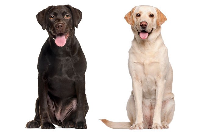 To hunde af racen labrador retriever: en brun og en gylden.