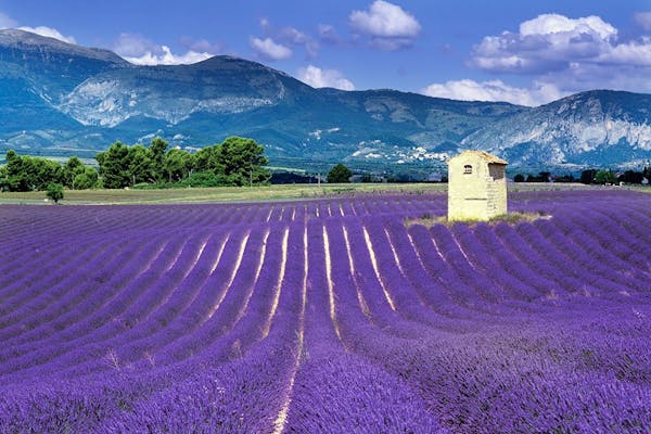 Smuk, lilla lavendel-mark foran alperne i Frankrig
