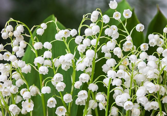 Liljekonval er en lille urt, der vokser i skov og krat. Den har smukke hvide blomster og kan se bedårende ud i blomsterdekorationer.