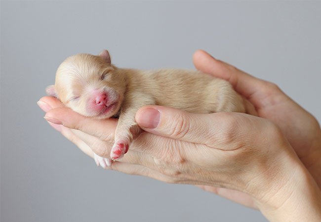 Hundehvalpe fascinerende ting du bør vide om nyfødte hundehvalpe | idényt.dk