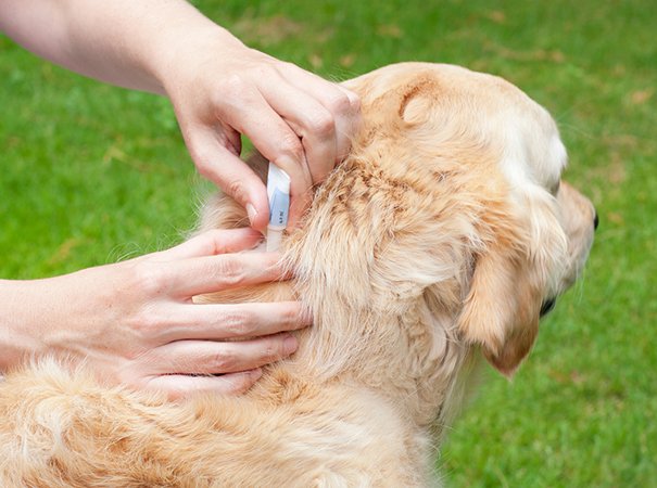 Allergi hos hunde og | Dit kæledyr kan også have allergi | idényt