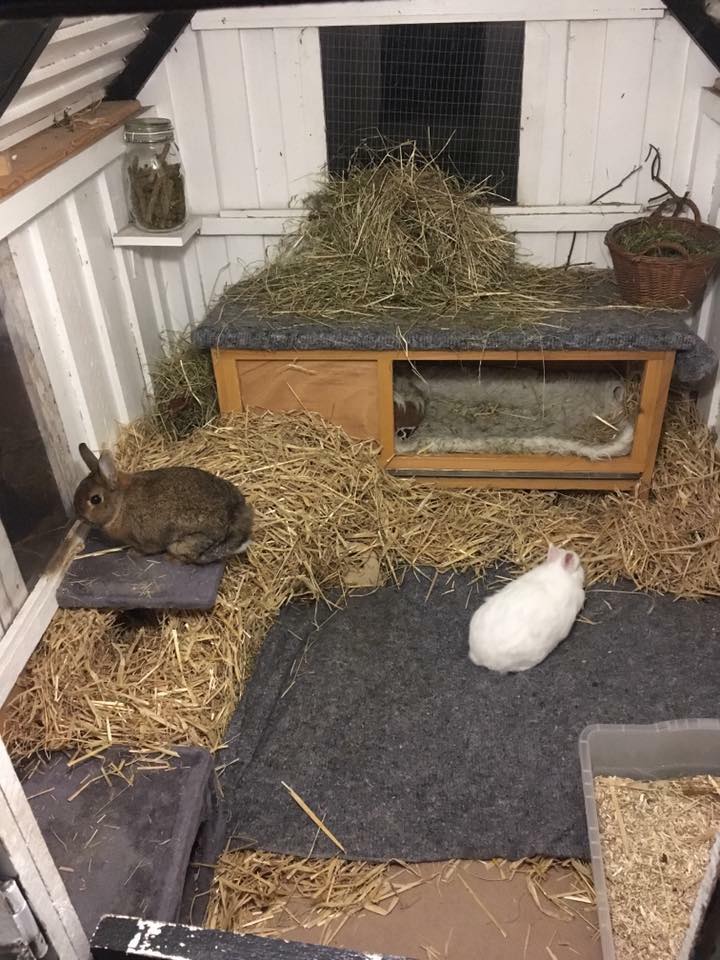Sådan bygger dit legehus til et kaninhus