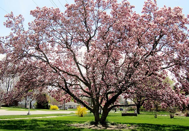 Magnolia træ | Tulipantræ | Magnolietræ - Få succes havens stolthed