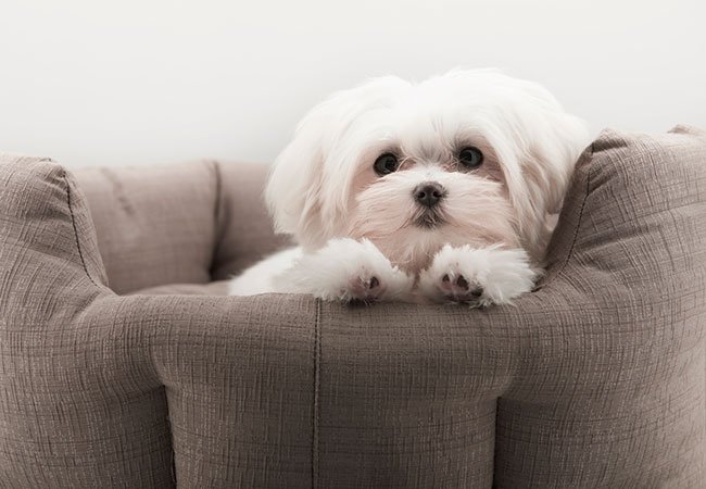 En Malteser er en lille hund, som hurtigt kan blive forvekslet med en bamse.