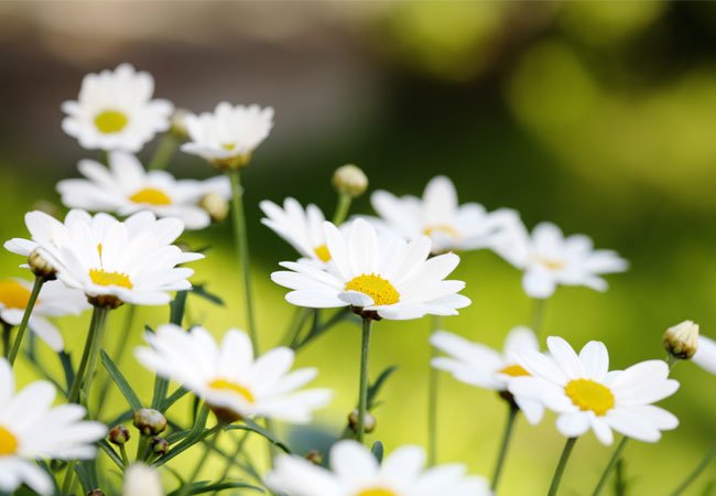 Marguerite / Prestekrage ( Leucanthemum) i krukker og potter