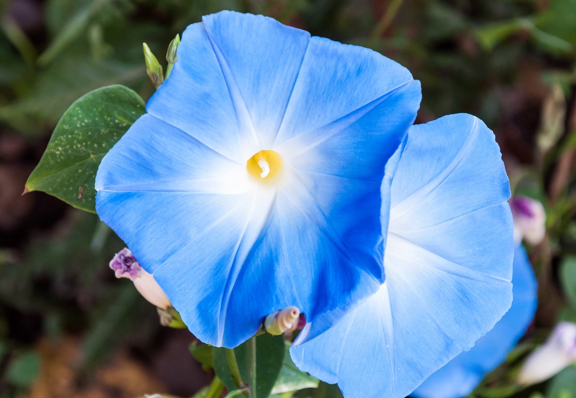 Convolvulus tricolor - blå blomster
