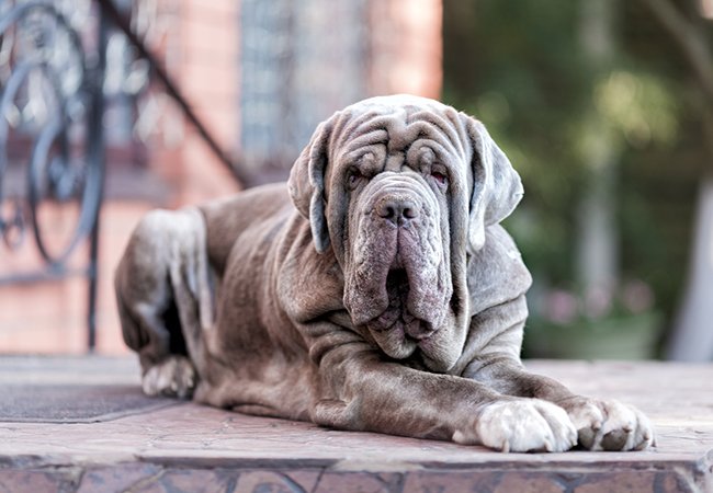 En Neapolitan Mastiff er en stor rynket hund ligesom Shar Pei’en.