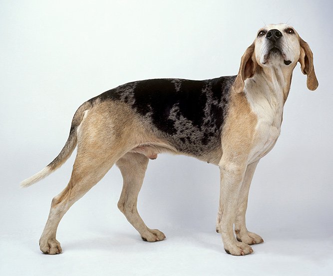 Den norske hunderasen dunker er oppkalt etter opphavsmannen kaptein Wilhelm Conrad Dunker.