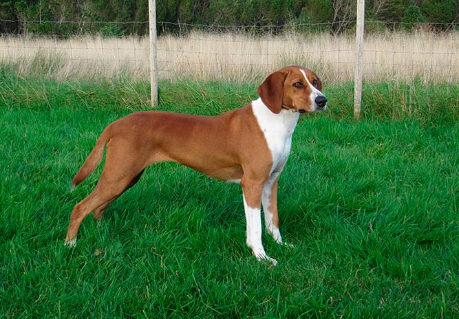 Hygenhund er en gammel norsk hunderase som har fått sitt navn etter prokurator Hans Fredriks Hygen.