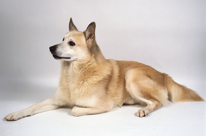 Norsk buhund er en eldgammel norsk hunderase som eksisterte allerede i vikingtiden.