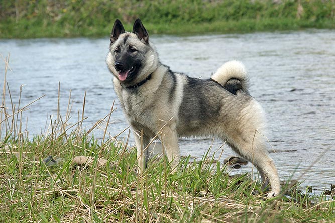 Norsk elghund grå er definitivt den mest populære av de norske hunderasene