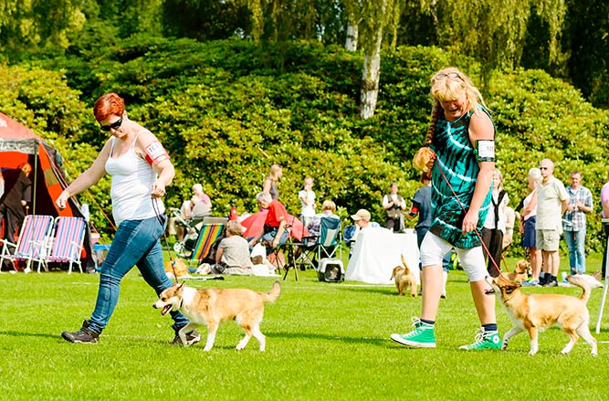 Lundehund er en eldgammel norsk hunderase som ble brukt til jakt på sjøfugl langs kysten.