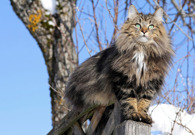 Norsk skovkat - 10 facts katteejere | idényt
