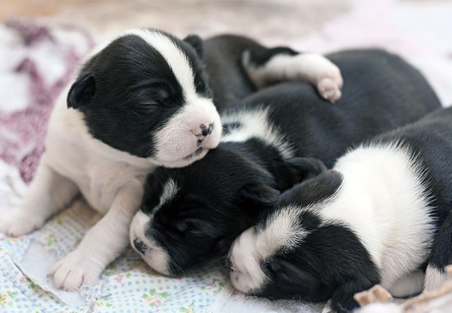 mount Mesterskab balance Hundehvalpe | 12 fascinerende ting du bør vide om nyfødte hundehvalpe |  idényt.dk