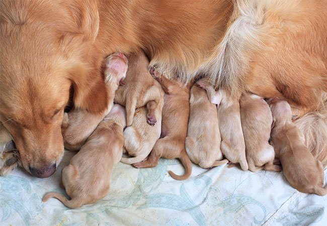 trekant systematisk Sammentræf Hundehvalpe | 12 fascinerende ting du bør vide om nyfødte hundehvalpe |  idényt.dk