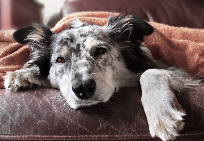 Tangle højttaler skelet Er din hund syg? | 10 sygdomme alle hundeejere bør kende