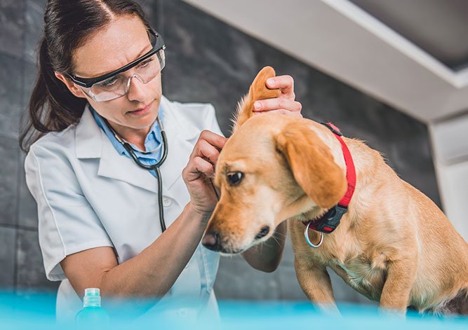 Øreinfeksjon og ørebetennelse hos hunder