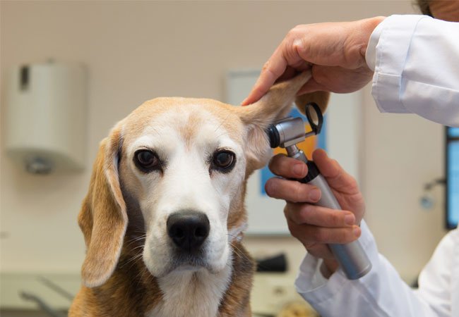 etc ekstremt chokerende Er din hund syg? | 10 sygdomme alle hundeejere bør kende