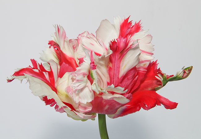 Tulipaner - den smukke papegøjetulipan