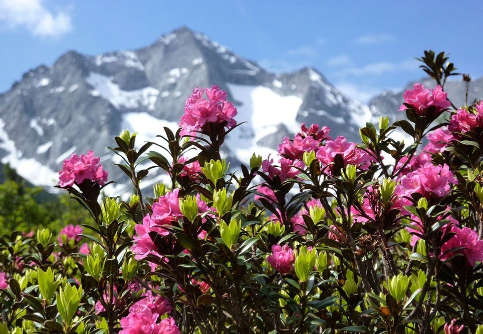 Rhododendron Himalaya med lyserøde blomster og stort bjerg i bagggrunden med sne på toppen.