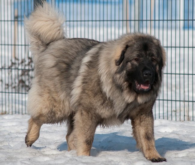En sarplaninac er en stor hyrdehund med oprindelse i Albanien og omegn.