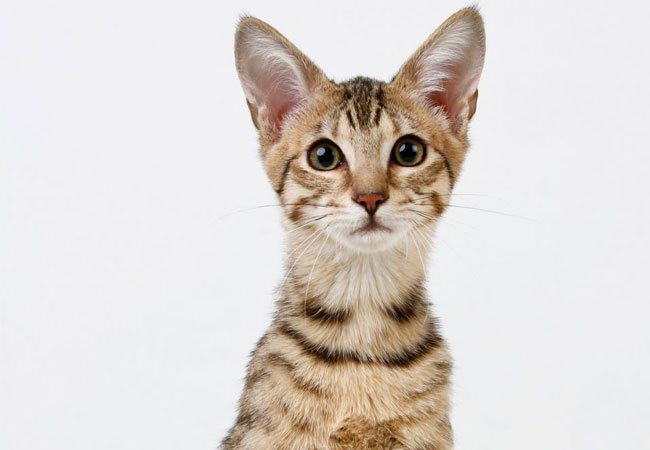 Savannah-katten er en kryssning mellom en afrikansk serval og en huskatt.