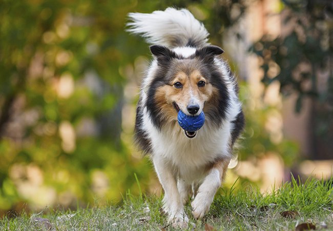 Begivenhed Melbourne Uretfærdighed Her er de 10 klogeste hunderacer | idényt