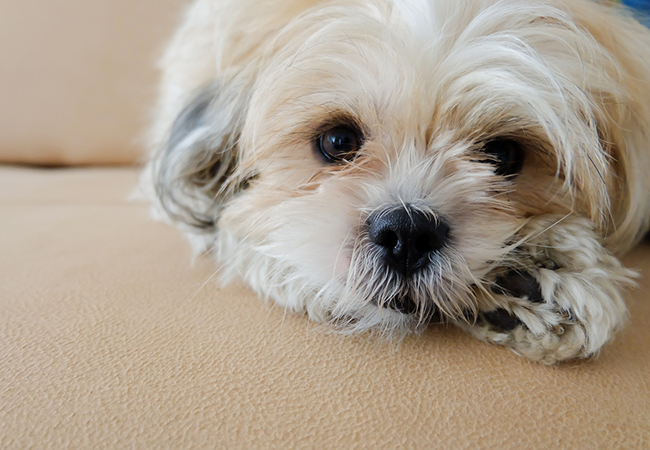 Shih Tzu 10 facts for begyndere hundeejere | idenyt