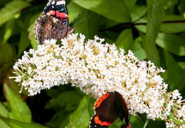 To sommerfugle på hvid sommerfuglebusk