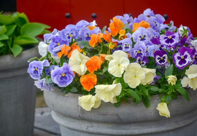 stedmoder blomst er spiselig
