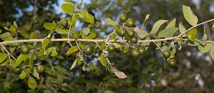 Planten, som også kaldes bræknød og rævekage, findes i Indien og Nordaustralien.