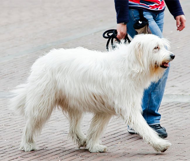 Den sydrussiske ovtcharka er en typisk vogterhund, hvis oprindelse er en smule omdiskuteret.