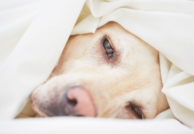 lungebetændelse svejsning Saks Er din hund syg? | 10 sygdomme alle hundeejere bør kende