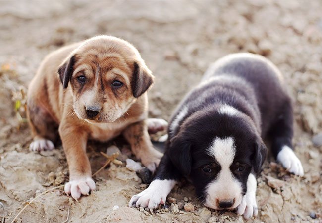 hold klæde sig ud det er smukt Hundehvalpe | 12 fascinerende ting du bør vide om nyfødte hundehvalpe |  idényt.dk