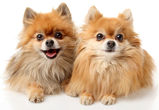 En pomeranianer er endnu af de miniature hunderacer, som oplever ekstra stor popularitet i disse år.