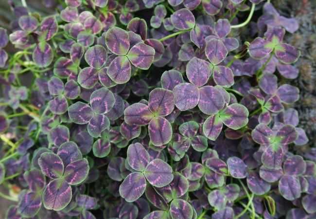 Trifolium Alexia Trifolium Alexia