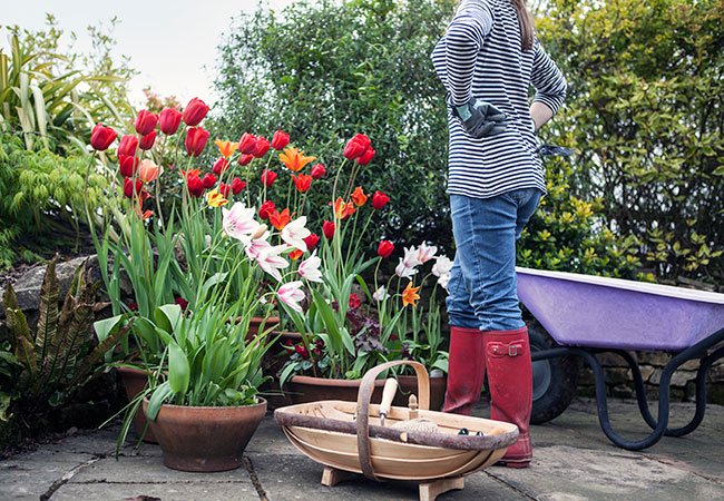 Tulipaner er allevegne i alle mulige farver og skikkelser. 