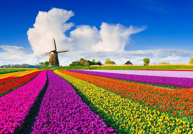 Tulipaner på mark i Holland