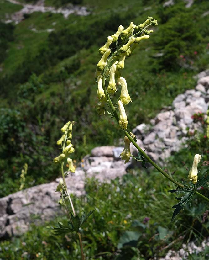 Tyrihjelm er en svært giftig norsk plante
