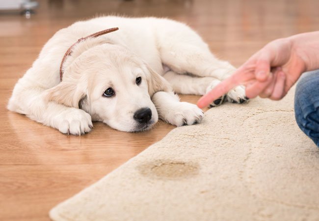 værdighed panik tømmerflåde Er din hund syg? | 10 sygdomme alle hundeejere bør kende