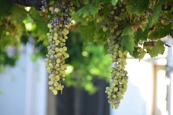Vindruvor växthus