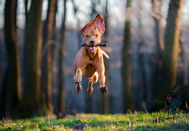Ungarsk Vizsla løper med pinne i munnen, en aktiv hunderase