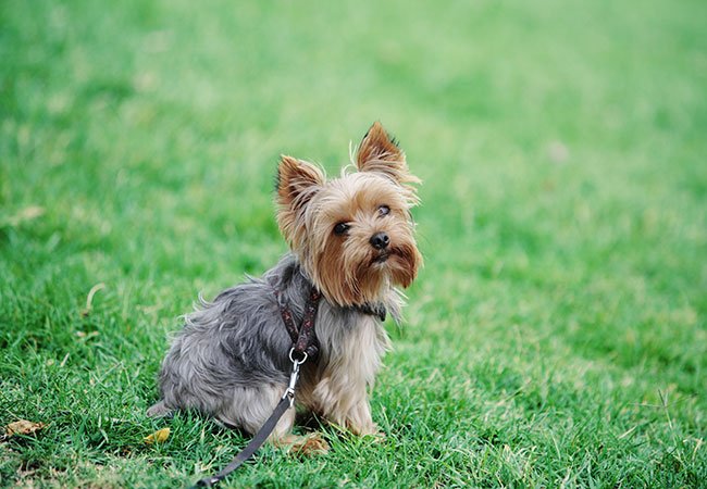 Yorkshire terrieren er en lille hund med stor personlighed, som er helt perfekt, hvis du og din familie er glade for at rejse meget.
