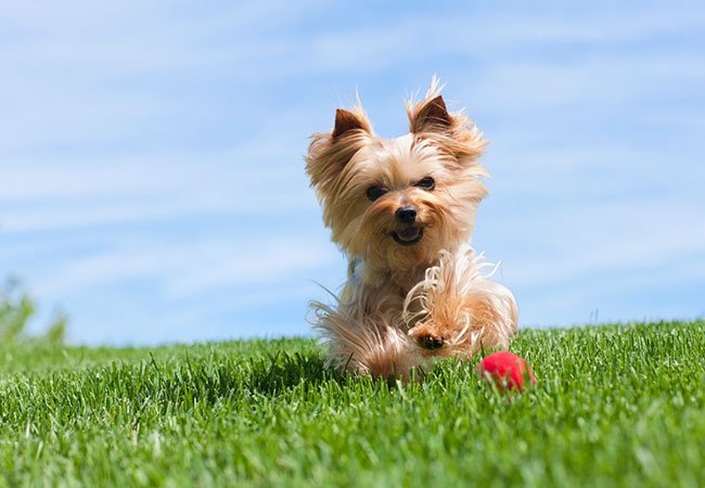 Yorkshire Terrier løper aktivt etter en ball