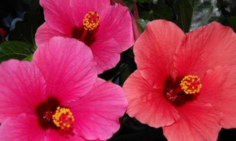 Frodig blomst: Hawaiiblomsten er fargesterk og frodig.