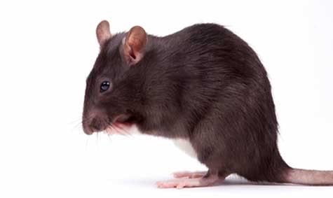 Gnagerplager: Mus og rotter kan skade boligen med gnagingen sin.