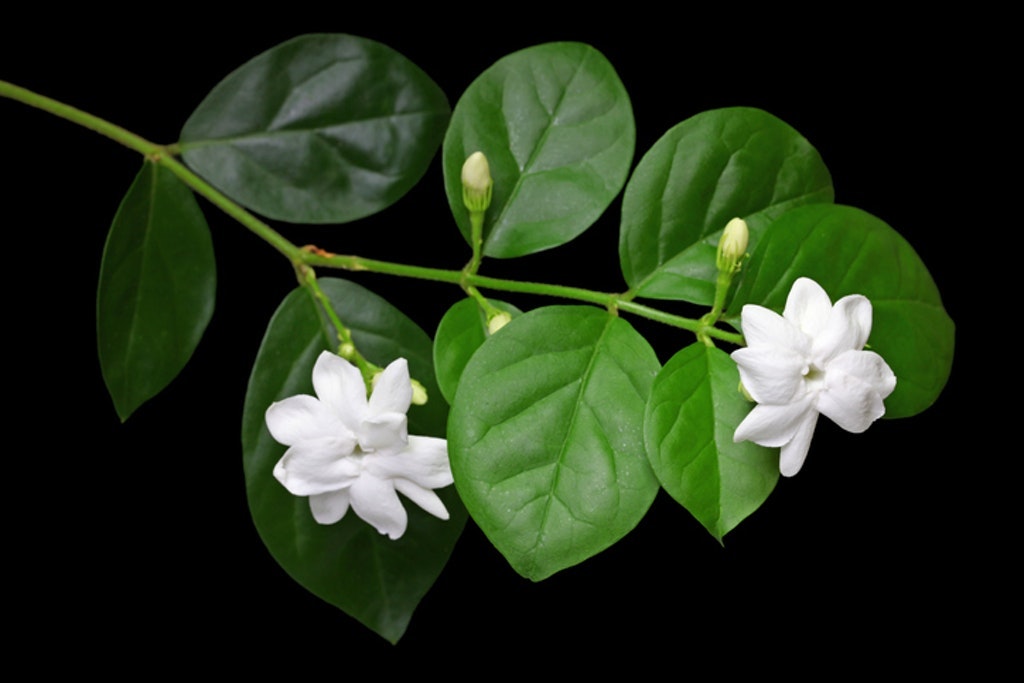 Jasmine Tea Flower, Arabian Jasmine, Jasminum Sambac
